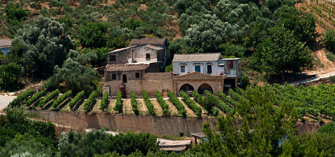 OLIVE OIL and WINE TASTING at ANOSKELI WINERY