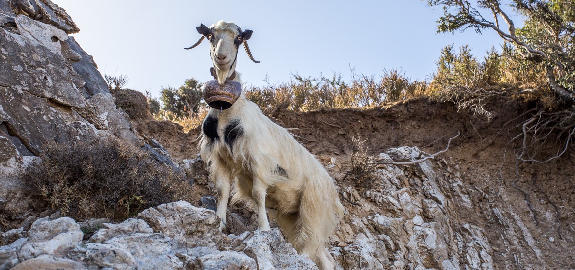 SAMARIA GORGE – KALLERGIS REFUGE