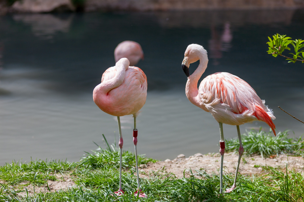 GUIDED BIRDWATCHING TOURS