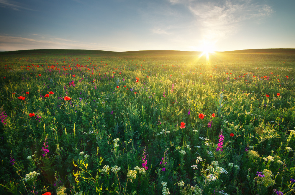 FLOWER OBSERVATION TOURS