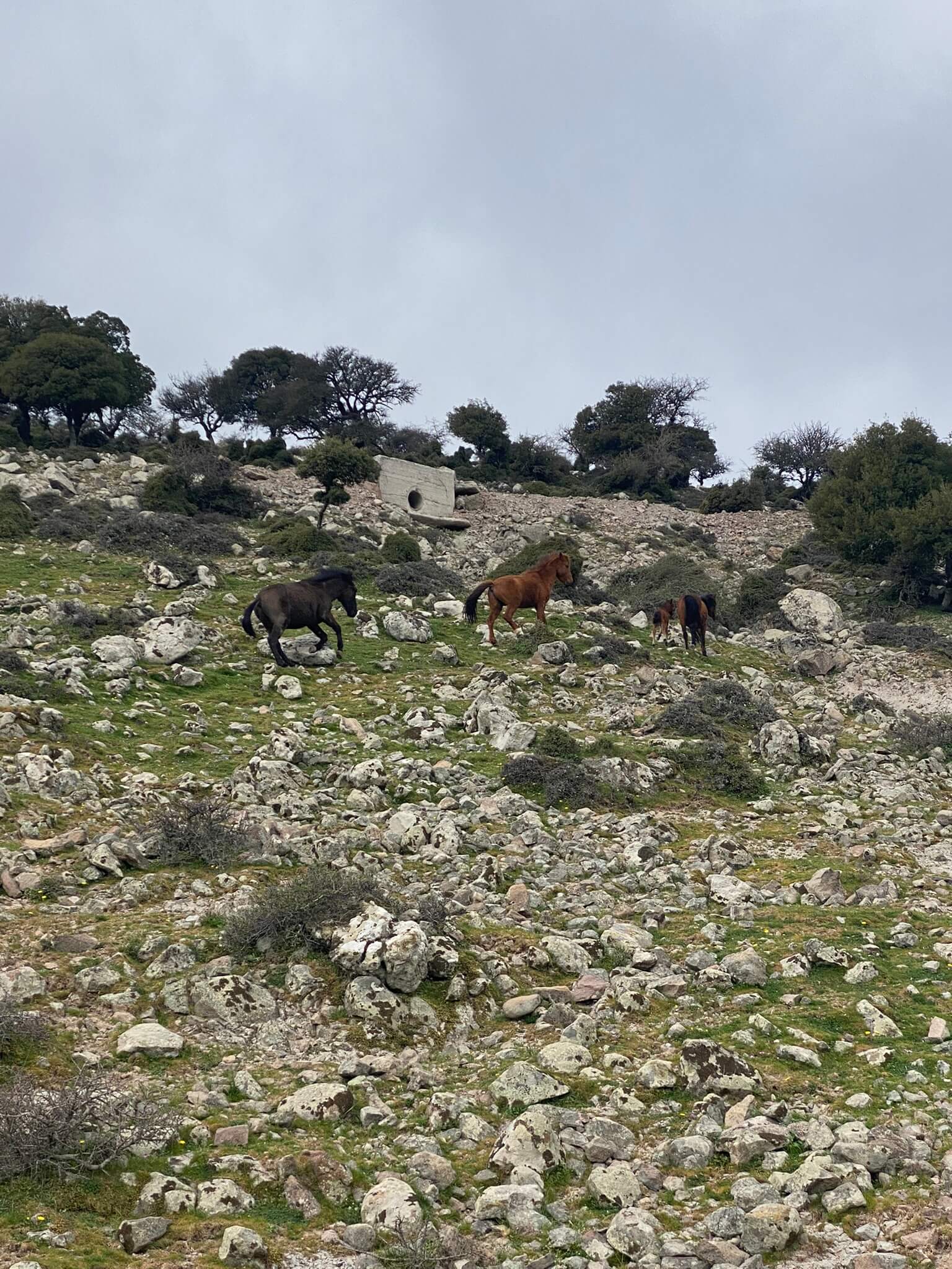 FEED THE WILD HORSES – LEPETYMNOS MOUNTAIN