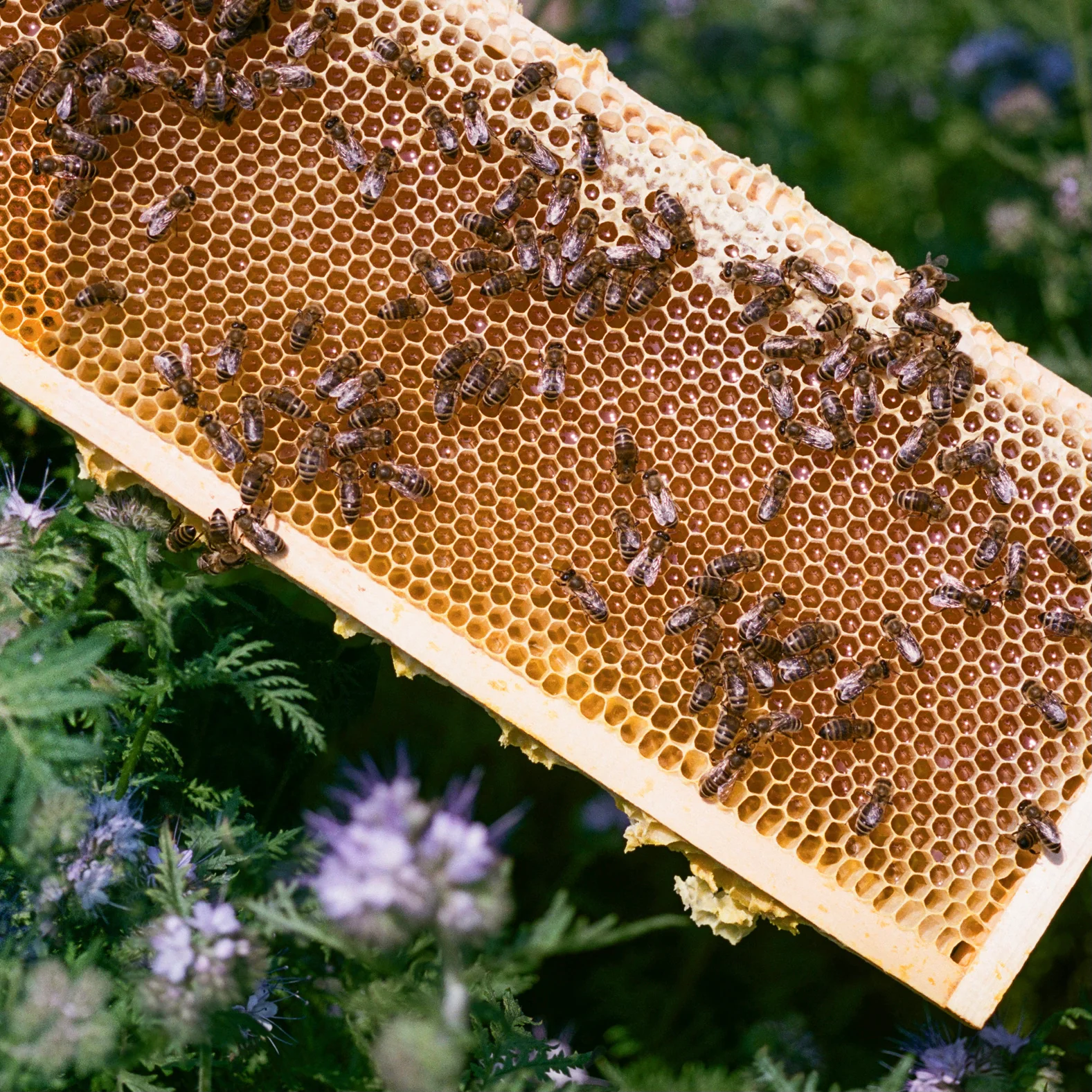 HONEY and BEEKEEPING