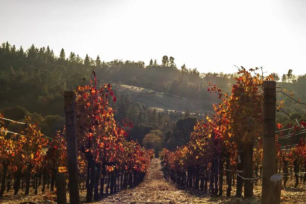 VINEYARDS AT EVROS LAND