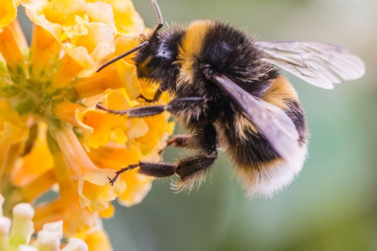 BEE TOUR. FROM LARNACA, LIMASOL, NICOSIA, A. NAPA, PAFOS