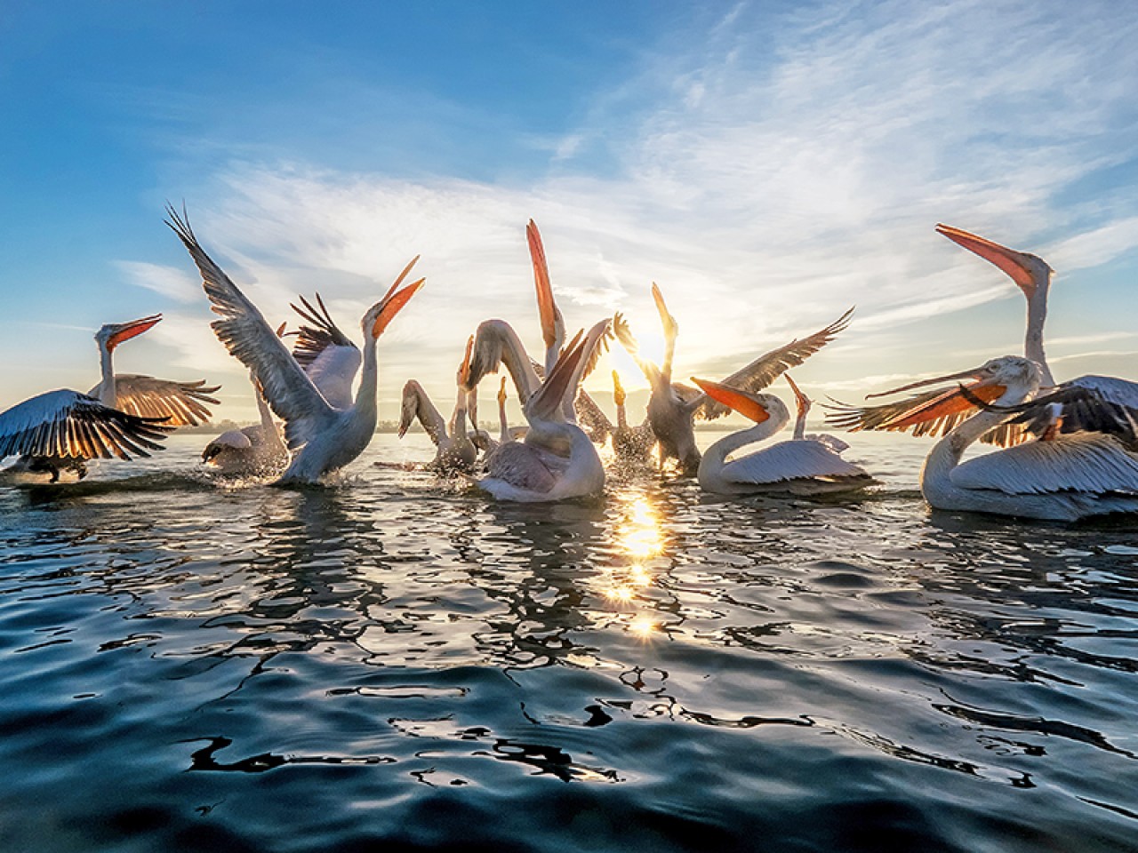 Day Tour to Lake Kerkini